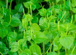 The Weedy Wonder: A Calcium-Rich, Nutritious Green with an Unusual Name