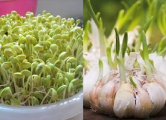 5 Sprouted Veggies You Shouldn’t Toss: Double the Nutrition, Double the Health Benefits