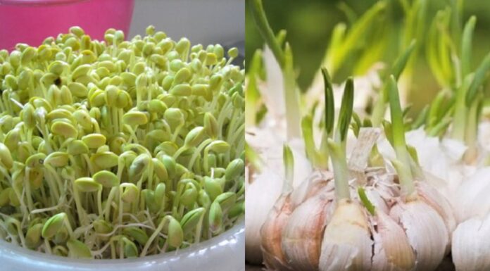 5 Sprouted Veggies You Shouldn’t Toss: Double the Nutrition, Double the Health Benefits