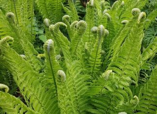 “The King of Vegetables”: A Delicate Delicacy Worth its Weight in Gold
