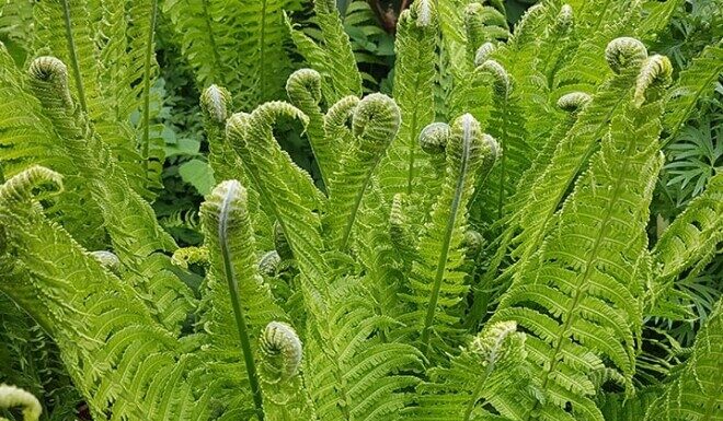 “The King of Vegetables”: A Delicate Delicacy Worth its Weight in Gold