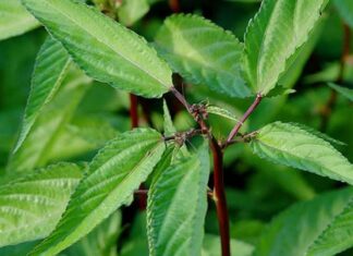 Superfood Spinach: Cool Down and Nourish with this Inexpensive Summer Superfood