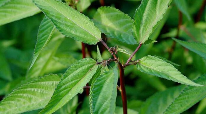 Superfood Spinach: Cool Down and Nourish with this Inexpensive Summer Superfood