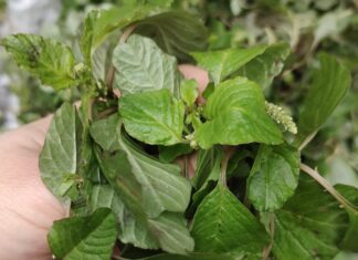 The Ultimate Superfood: Uncover the Vegetable with Twice the Iron of Beef