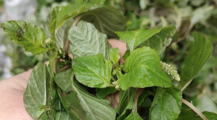 The Ultimate Superfood: Uncover the Vegetable with Twice the Iron of Beef