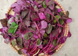Iron-Rich Amaranth: A Blood-Boosting Vegetable, But A No-Go For These 4 Groups