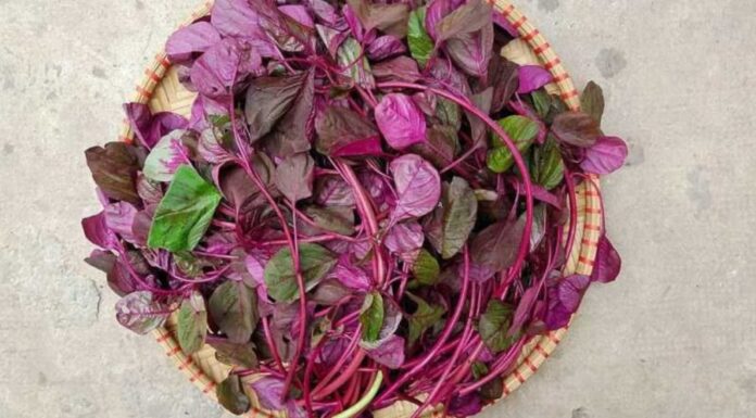 Iron-Rich Amaranth: A Blood-Boosting Vegetable, But A No-Go For These 4 Groups