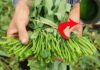 3 Warning Signs of Lead-Contaminated Water Spinach You Should Know