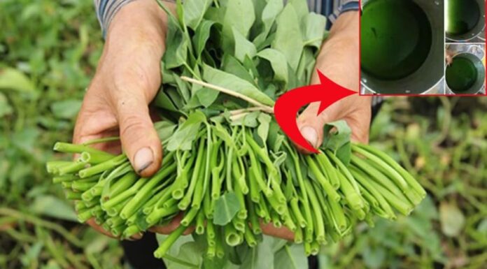 3 Warning Signs of Lead-Contaminated Water Spinach You Should Know