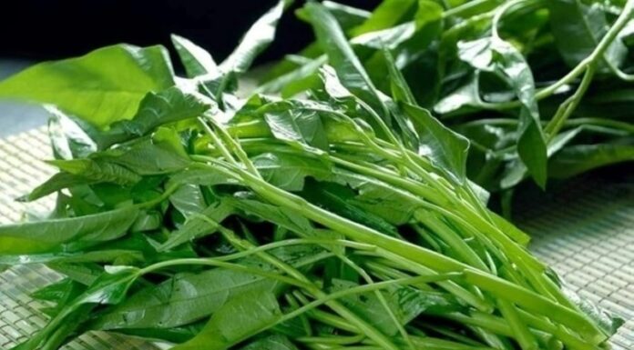 “A Word of Caution: Individuals With These 3 Conditions Should Approach Water Spinach With Care”