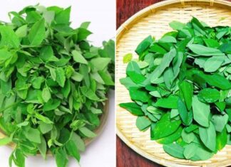 Why Do You Need to Scrunch the Leaves of “Rau Ngót” Before Cooking?