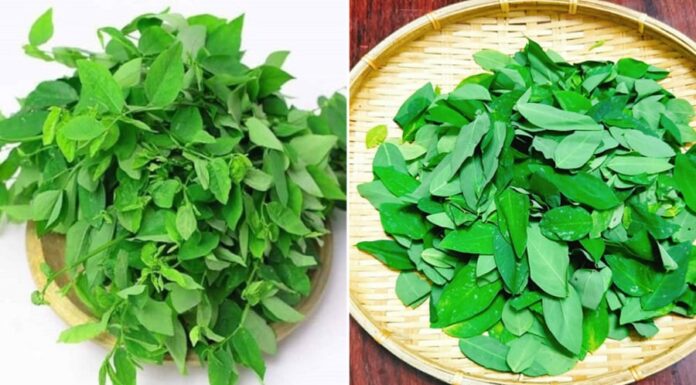 Why Do You Need to Scrunch the Leaves of “Rau Ngót” Before Cooking?