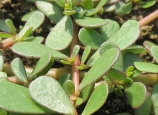 Superfood on a Budget: The Ultimate Guide to This $0.20 Miracle Green