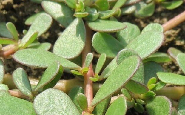 Superfood on a Budget: The Ultimate Guide to This $0.20 Miracle Green