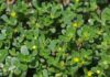 Wild Gotu Kola: Unassuming Weed with Amazing Benefits, Now a Modern Delicacy, Sighted and Sought After.