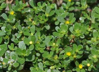 Wild Gotu Kola: Unassuming Weed with Amazing Benefits, Now a Modern Delicacy You’ll Want to Try