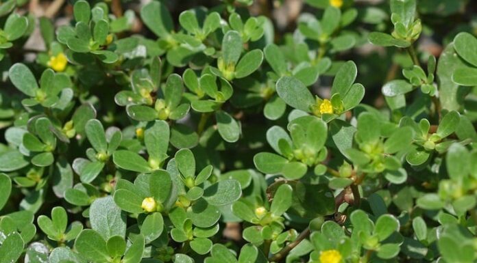 Wild Gotu Kola: Unassuming Weed with Amazing Benefits, Now a Modern Delicacy You’ll Want to Try