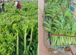 The Sun-kissed Vegetable: A Royal Delicacy Now a Sought-after Superfood.