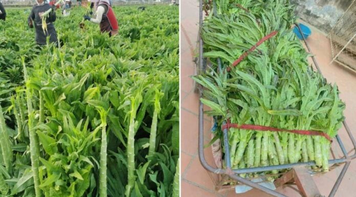 The Sun-Kissed Vegetable: A Royal Delicacy, Now a Sought-After Superfood.