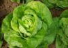 Unveiling the Secrets: 4 Telltale Signs of Pesticide-ridden Lettuce