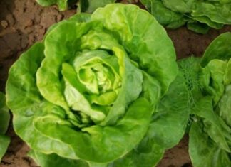 Unveiling the Secrets: 4 Telltale Signs of Pesticide-ridden Lettuce