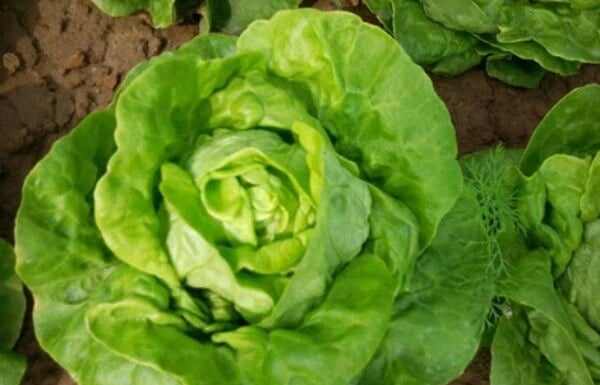 Unveiling the Secrets: 4 Telltale Signs of Pesticide-ridden Lettuce