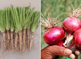 5 Root Vegetables That Are Nature’s Superfood, Don’t Throw Them Away!