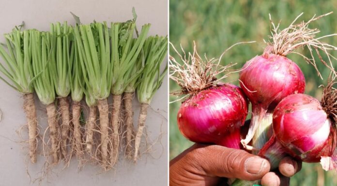 5 Root Vegetables That Are Nature’s Superfood, Don’t Throw Them Away!