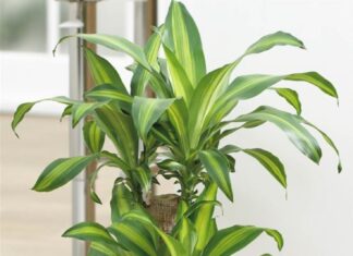 Attract Wealth with Magnolia Trees: But Beware of the Pitfalls for Some!