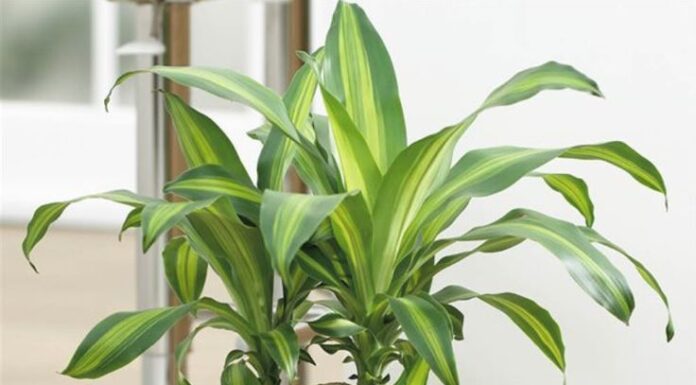 Attract Wealth with Magnolia Trees: But Beware of the Pitfalls for Some!