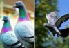 What Are the Health Benefits of Pigeon Meat and Who Should Consume It?