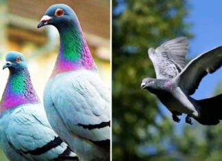 What Are the Health Benefits of Pigeon Meat and Who Should Consume It?