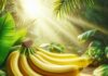 “Ripe Bananas: A Nutritional Powerhouse with Two Timing No-Go’s”