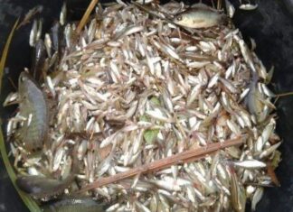 The Humble ‘Poor Man’s Fish’ Swims into the Limelight: A Delicacy Unveiled, Now Sought by City Dwellers with Month-Long Advance Orders