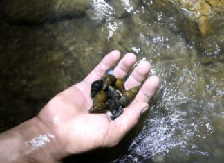 “A Heavenly Delicacy from Quang Binh, Reserved for Honored Guests”