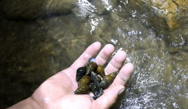 “A Heavenly Delicacy from Quang Binh, Reserved for Honored Guests”