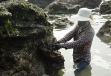 The Strange Growth on Rocks Unique to Nghe An Province: From a Hunger-Relieving Delicacy to a Restaurant Specialty