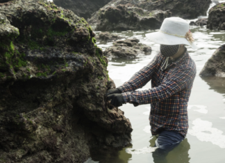 The Strange Growth on Rocks Unique to Nghe An Province: From a Hunger-Relieving Delicacy to a Restaurant Specialty