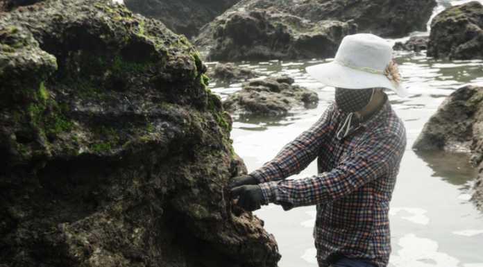 The Strange Growth on Rocks Unique to Nghe An Province: From a Hunger-Relieving Delicacy to a Restaurant Specialty