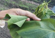A Deadly Leaf Delicacy: A Rare Treat for Special Guests and Festive Occasions.