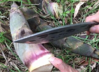 The Forest’s Hidden Gem: A Foraged Delicacy Takes the City by Storm