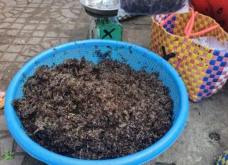 The Forgotten Delicacy: Uncovering the Hidden Gem of Central Vietnam’s Cuisine.