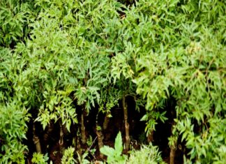 The Magic of the Eleuthero Plant: Unlocking Prosperity, Wellness, and Spiritual Protection