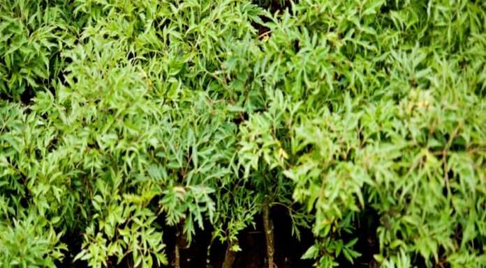 The Magic of the Eleuthero Plant: Unlocking Prosperity, Wellness, and Spiritual Protection