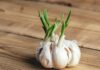 Can You Eat Sprouted Garlic? Is It Poisonous?