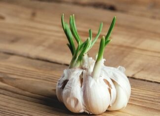 Can You Eat Sprouted Garlic? Is It Poisonous?