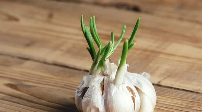 Can You Eat Sprouted Garlic? Is It Poisonous?