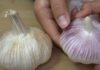 Which is Better, Purple or White Garlic? A Tasty Treat That Stays Fresh.