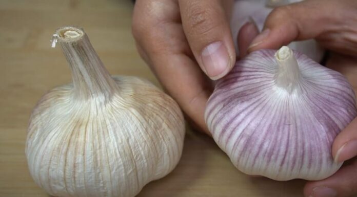 Which is Better, Purple or White Garlic? A Tasty Treat That Stays Fresh.