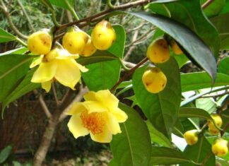 The Golden Shower Tree: Unveiling the Significance and Secrets of this ‘Wealthy’ Tree